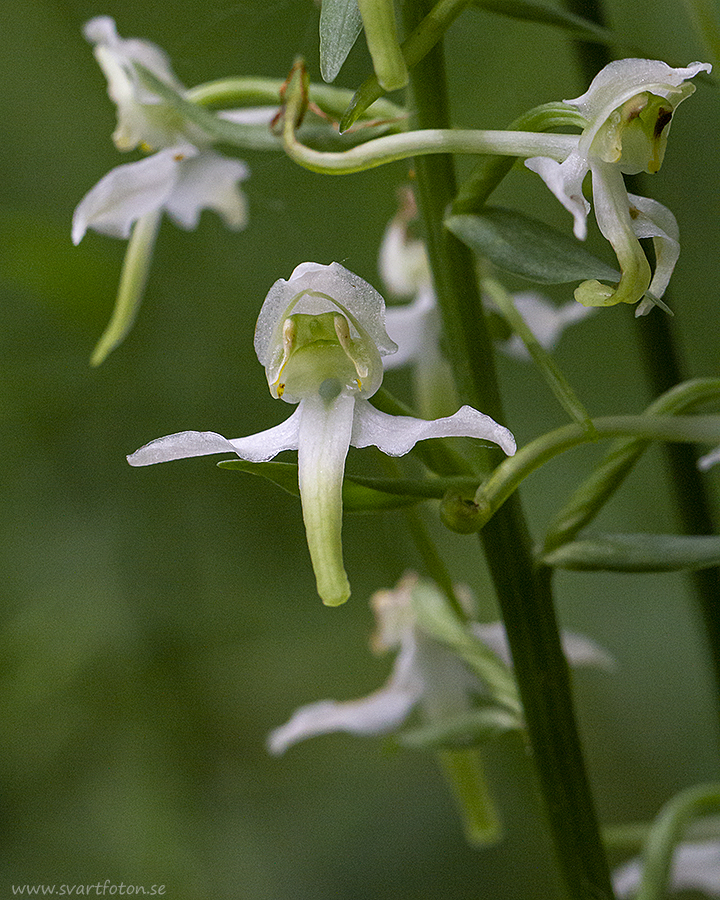 Grönvit Nattviol Platanthera Chlorantha Greater Butterfly Orchid